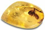 Polished Colombian Copal ( g) with Large Wasp #263985-1